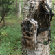 Best Hunting Trail Game Cameras on the Market